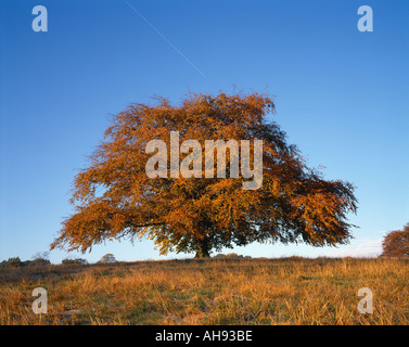 Arbre en lever de Hampstead Heath, Londres, Angleterre, RU, FR. Banque D'Images