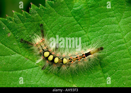 Espèce d'Orgyia antiqua Vaporer Larve sur bramble leaf Bedfordshire Potton Banque D'Images