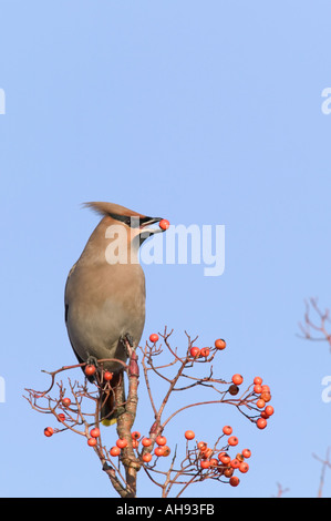 Jaseur boréal Bombycilla garrulus sur Rowan berries avec berry en bec avec fond de ciel bleu de Tescos parking St Neots Cambs Banque D'Images