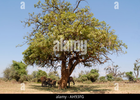 Les éléphants se reposant à l'ombre d'un arbre Kigelia africana ou saucisses dans la réserve nationale de Samburu, Kenya Afrique de l'Est Banque D'Images