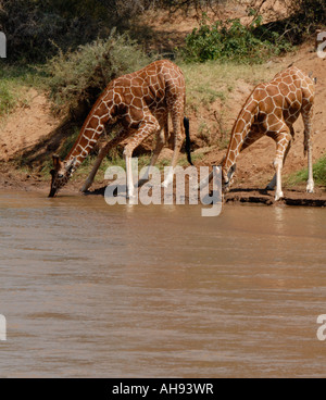 Deux girafes réticulée de boire sur la rive de l'Uaso Nyiro Samburu National Reserve Kenya Afrique de l'Est Banque D'Images