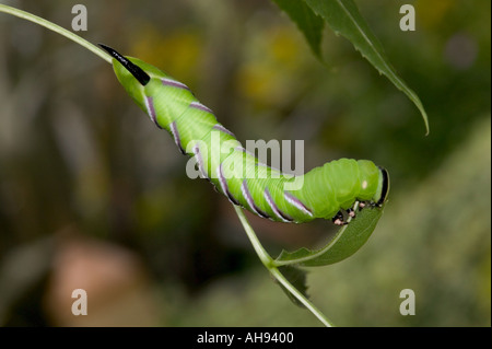 Privet Hawk Moth Sphinx ligustri larve se nourrissant de Potton feuilles Bedfordshire Banque D'Images