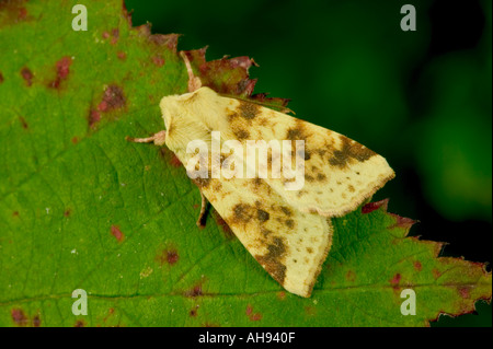 Le icteritia Xanthia cireux au repos sur leaf Bedfordshire Potton Banque D'Images