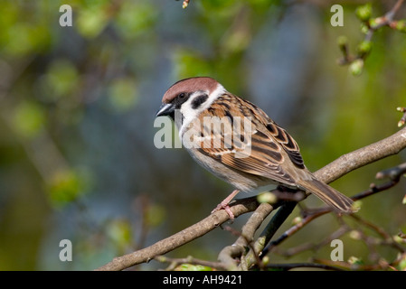 Moineau friquet Passer montanus perché sur Hawthord l'été la réserve naturelle des rameaux Leys Northamptonshire Banque D'Images