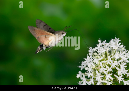 Hummingbird Hawk Moth Macroglossum stellatarum en vol se nourrissant de Potton Valériane Bedfordshire Banque D'Images