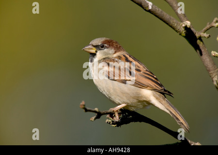 Moineau domestique Passer domesticus mâle perché sur twig avec fond propre Bedfordshire Potton Banque D'Images