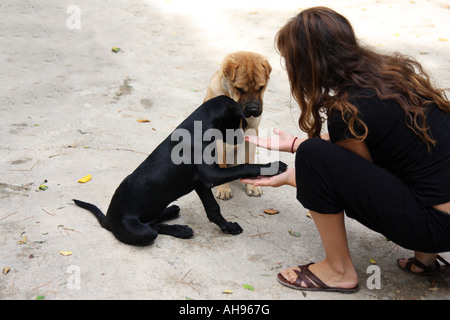 Jeune femme formation deux chiots à donner la patte Banque D'Images