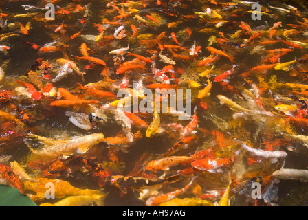 Hawaii Kauai un éventail de poissons Koi colorés nageant dans une mare resort Banque D'Images