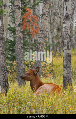 Les wapitis se reposant dans la forêt en automne rut Jasper National Park, Alberta, Canada Banque D'Images