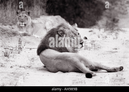 Homme lion reposant sur un chemin en Afrique Banque D'Images