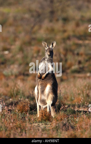 Kangourou rouge, Macropus rufus, seule femelle adulte debout Banque D'Images