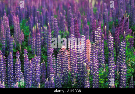 Lupinus polyphyllus, lupins sauvages violet profond et rose lupins sauvages près du mont Cook et du lac Tekapo Île du Sud Nouvelle-Zélande Banque D'Images