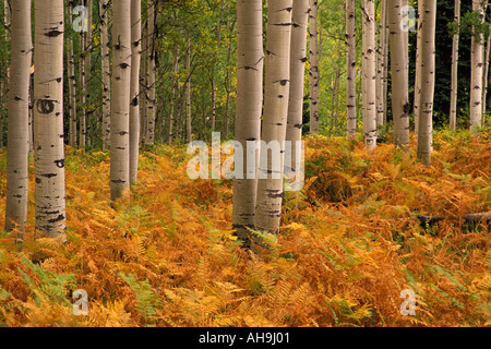 De couleur or fougères dans Aspen Grove illustré avec des troncs de peuplier blanc près de Colorado Crested Butte Banque D'Images
