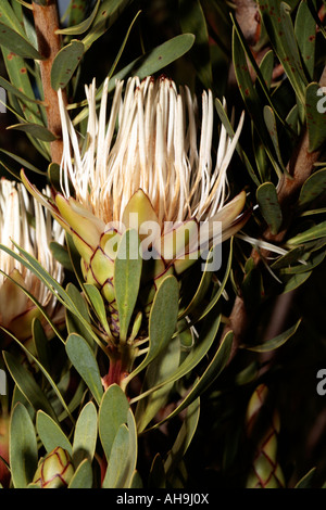 Feuilles lancéolées, Sugarbush vulnérables statut- Protea lanceolata Banque D'Images