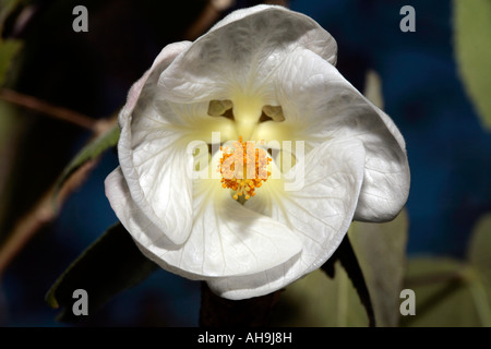 Lanterne chinois/ Chinese Bellflower- hybride Abutilon Banque D'Images