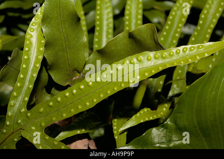 Close-up of fern leaf [ ?Pteris umbrosa] montrant les sporanges en lignes le long des bords des feuilles Banque D'Images