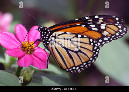 Le monarque (Danaus plexippus) au Zoo de Brookfield Banque D'Images