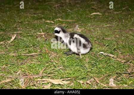 Oies de Cape Barren Cereopsis novaehollandiae gosling--famille des Anatidés Banque D'Images