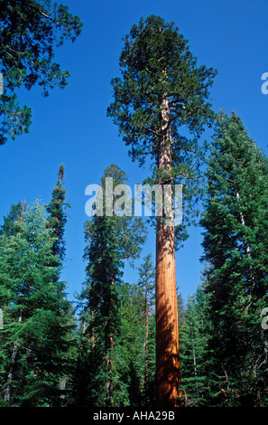 USA Californie Yosemite National Park Séquoias Géants de Mariposa Grove Banque D'Images