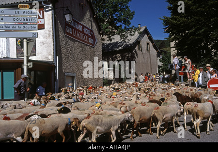 Moutons marchant dans les rues au festival de transhumance à l'Esperou Cévennes, Occitania, France Banque D'Images