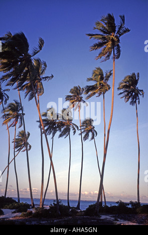 Palmiers exotiques de plage Bwejuu Zanzibar Tanzanie Banque D'Images