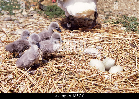 Cygnets Abbotsbury Swannery regarder les oeufs éclosent Dorset England UK Banque D'Images