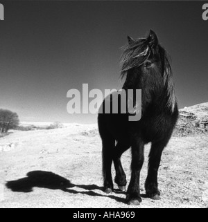 Sauvage et libre. Poulain de 1 an de la native Poney Fell assez rustique pour vivre à l'extérieur pendant l'hivers du Nord. Banque D'Images