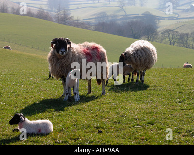 Scène pastorale de moutons et agneaux dans soleil du printemps Banque D'Images