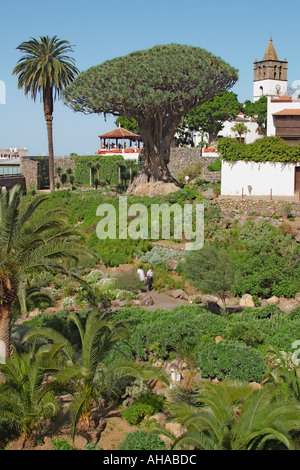 Drago tree à Icod de los vinos tenerife espagne Banque D'Images