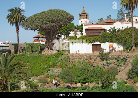 Drago tree à Icod de los vinos tenerife espagne Banque D'Images