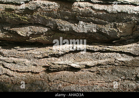 Close up de l'écorce des arbres Banque D'Images