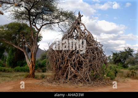 Un curieux dead Acacia dont les branches sont tombés autour de l'arbre dans la réserve nationale de Samburu, Kenya Afrique de l'Est Banque D'Images