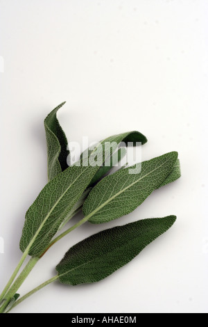 Romarin (Rosmarinus officinalis). Banque D'Images