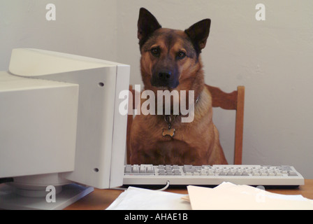 Travailler comme un chien Banque D'Images