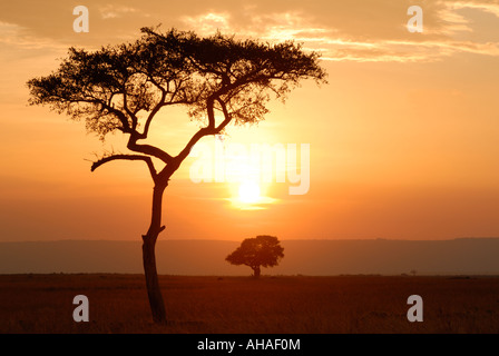 Un Balanites tree silhouette sur le Ciel de coucher du soleil dans la réserve nationale de Masai Mara au Kenya Afrique de l'Est Banque D'Images