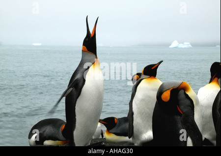 Le manchot royal Aptenodytes patagonicus Gold Harbour sous l'Antarctique Géorgie du Sud Banque D'Images