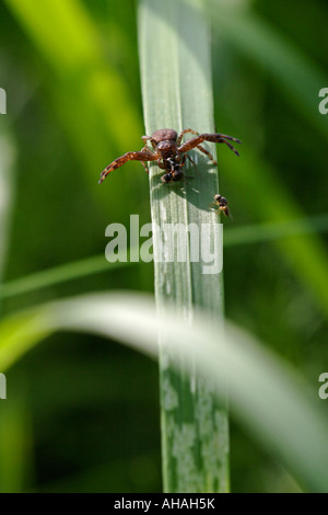 Araignée crabe (xysticus cristatus) défendant son catch contre mouche parasite Banque D'Images