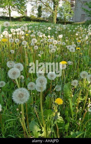 Pré des horloges Dandelion Banque D'Images