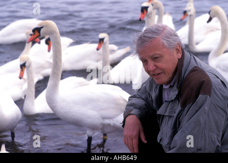 David Attenborough avec des cygnes Banque D'Images