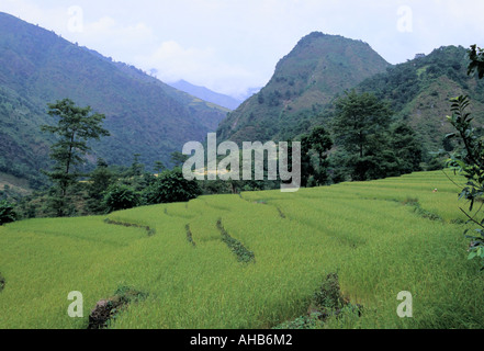 Terrasses panoramiques de rizières dans la région de l'Annapurna Népal Ngadi environs Banque D'Images