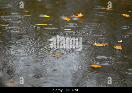 Gouttes de splashing in puddle avec les feuilles d'automne en arrière-plan Banque D'Images