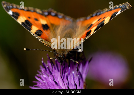 Petit papillon Tortoiseshell, Aglais urticae se nourrissant sur Knapweed, Pays de Galles, Royaume-Uni. Banque D'Images