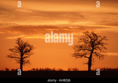 Ligne de 2 arbres d'hiver on hilltop silhouetted against orange Banque D'Images