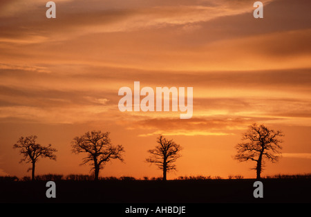 Ligne de 4 arbres d'hiver on hilltop silhouetted against orange Banque D'Images