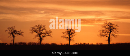 Ligne de 4 arbres d'hiver on hilltop silhouetted against orange Banque D'Images