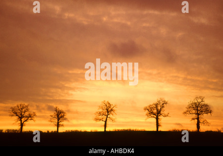 Ligne de 5 arbres d'hiver on hilltop silhouetted against orange Banque D'Images