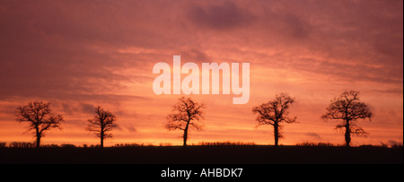 Ligne de 5 arbres d'hiver sur la colline en silhouette contre le coucher du soleil dans les terres agricoles paysage campagne arbre Essex England UK Banque D'Images