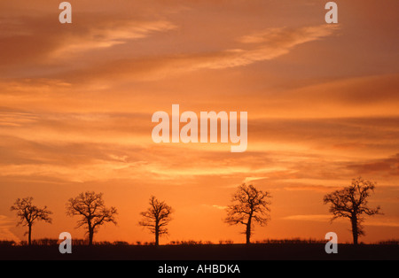 Ligne de 5 arbres d'hiver on hilltop silhouetted against orange Banque D'Images