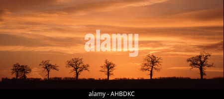 Ligne de 5 arbres d'hiver on hilltop silhouetted against orange Banque D'Images