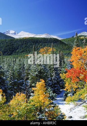 Les trembles et les pins dans en automne au parc national des Montagnes Rocheuses au Colorado Banque D'Images